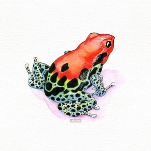 SAPO VERMELHO