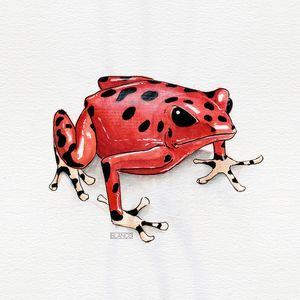 SAPO JOANINHA