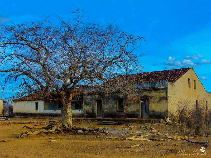 A CASA ANTIGA E O VELHO TAMARINDEIRO