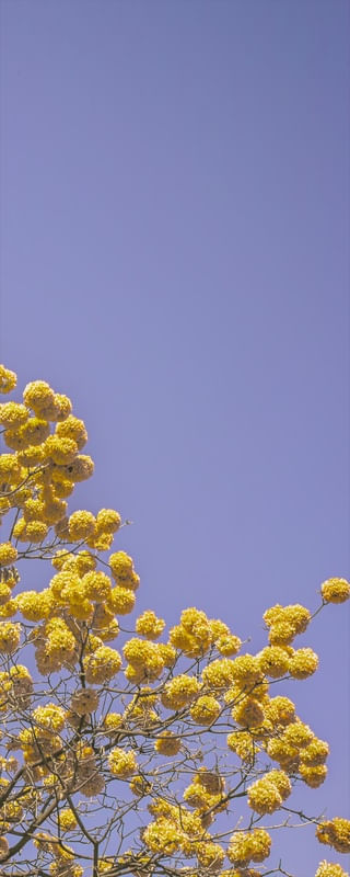 IPÊ AMARELO - TRÍPTICO 3 DE 3