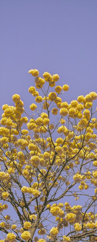 IPÊ AMARELO - TRÍPTICO 2 DE 3