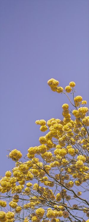 IPÊ AMARELO - TRÍPTICO 1 DE 3