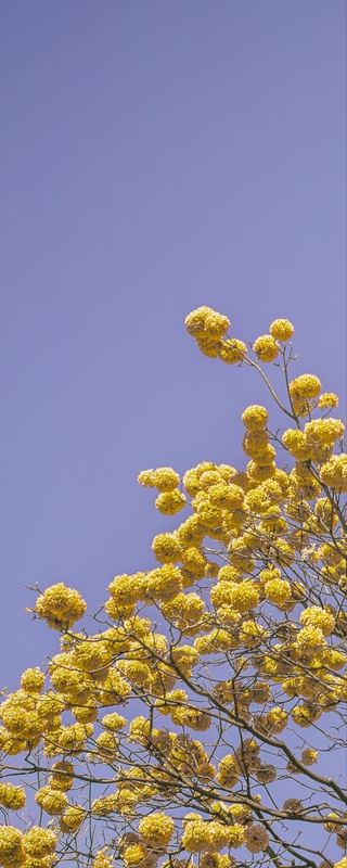 IPÊ AMARELO - TRÍPTICO 1 DE 3