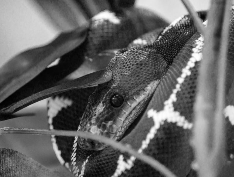COBRA PRETO E BRANCO ENROLADA