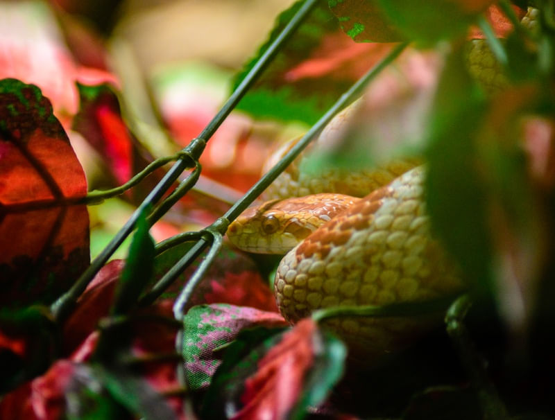 COBRA BRANCA E MARROM