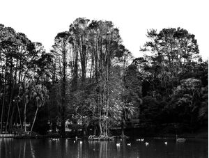 NATUREZA MONTA NO CINZA