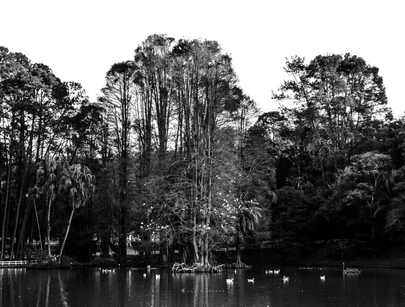 NATUREZA MONTA NO CINZA