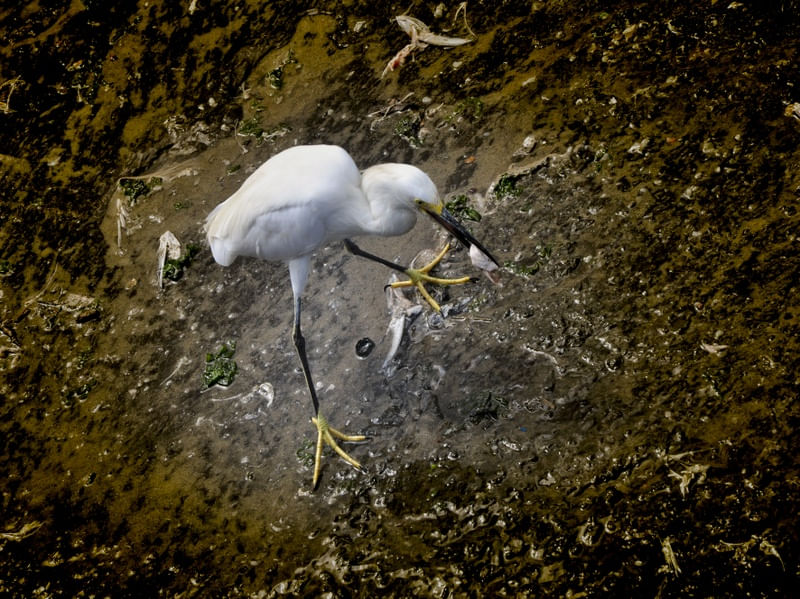 GARÇA NO LANCHE