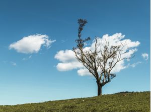 GALHOS NAS NUVENS