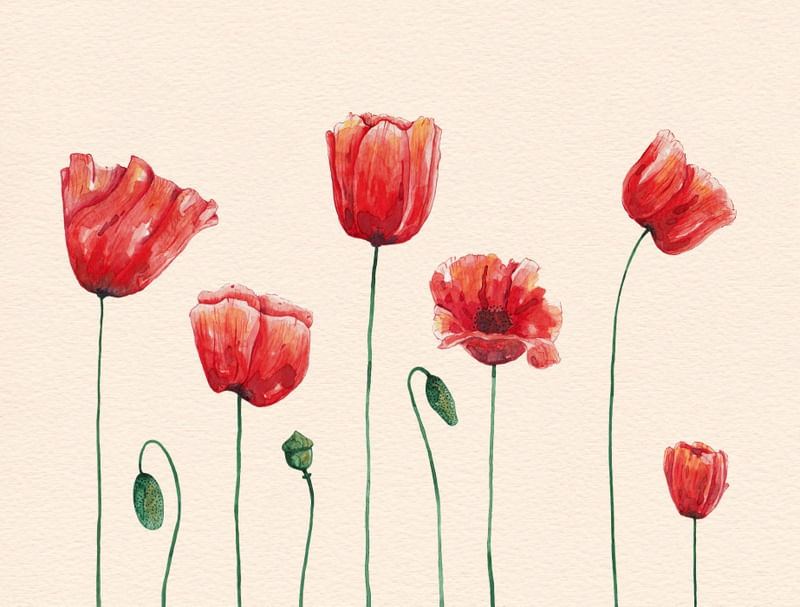 POPPIES TIME