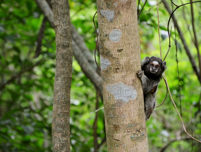 O SAGUI