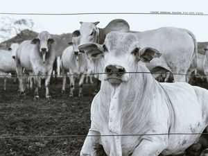 SÉRIE "GADO": O BONDE