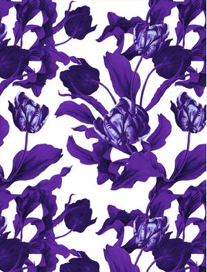 ULTRA VIOLET TULIP