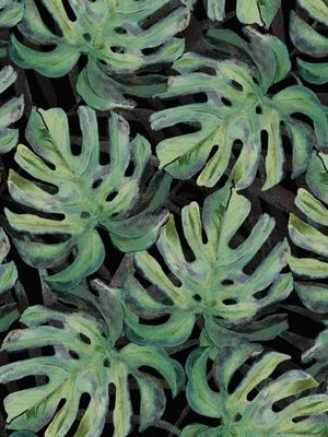 MONSTERA 4