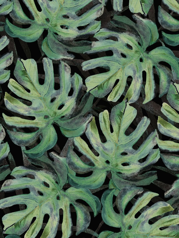 MONSTERA 4