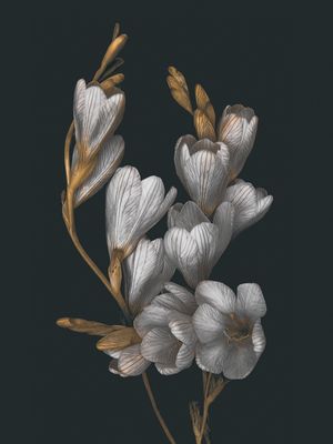 NIGHT FLOWERS