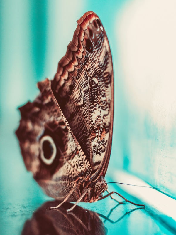 BORBOLETA E DETALHES