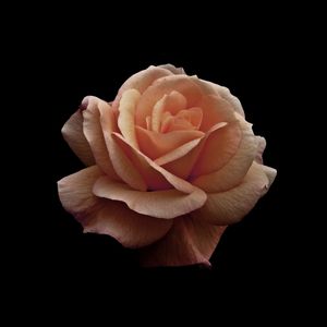 ROSA NO FUNDO PRETO