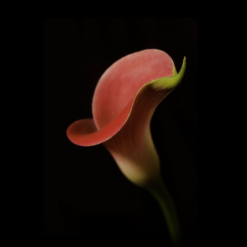 FLOR NO FUNDO PRETO