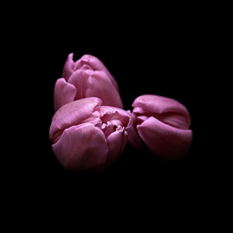 TULIPAS NO FUNDO PRETO