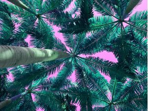 COQUEIROS COM CÉU PINK