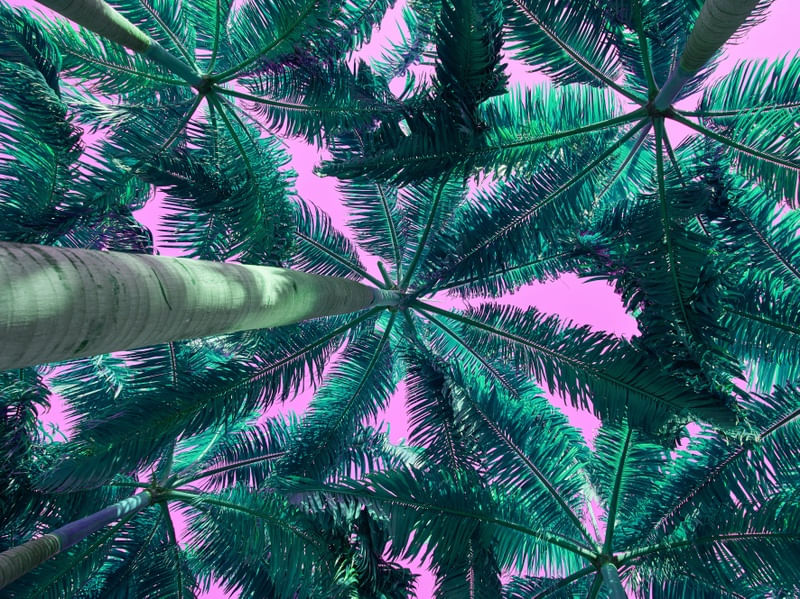 COQUEIROS COM CÉU PINK