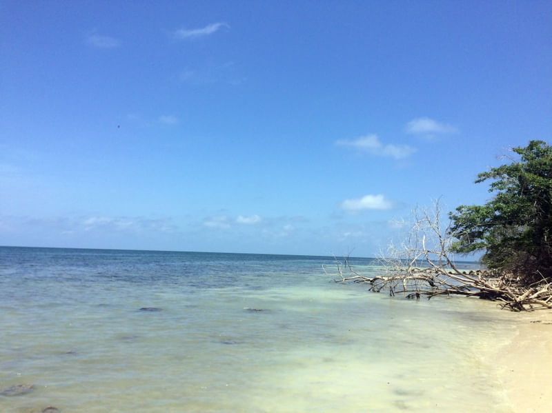 ILHA 409