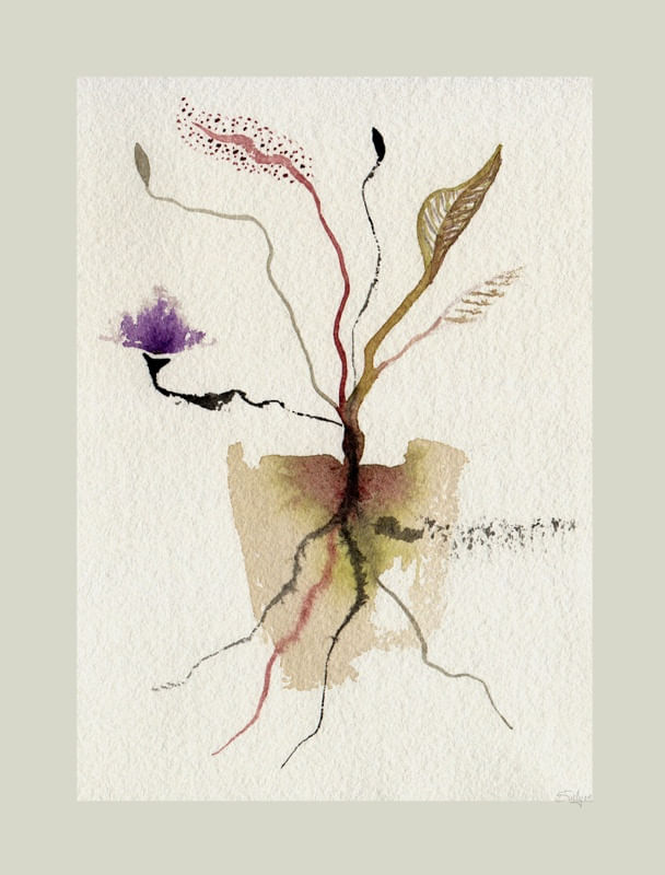 FLORAIS BXII