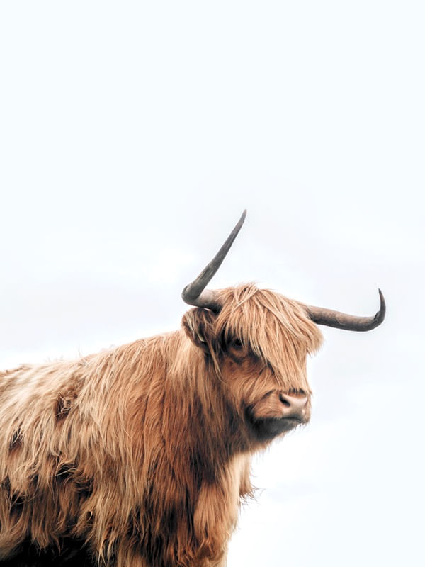 HIGHLAND COW MARROM