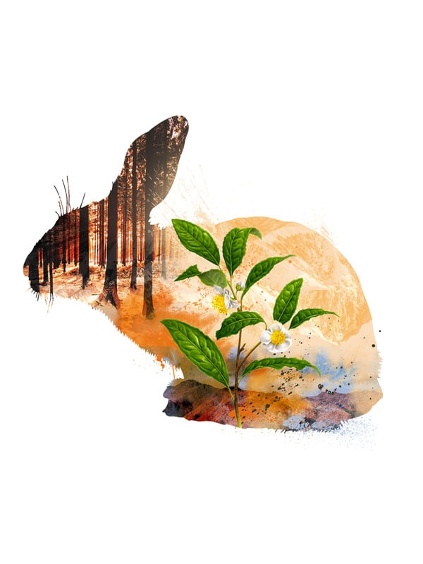 FAUNA ABSTRATA 3
