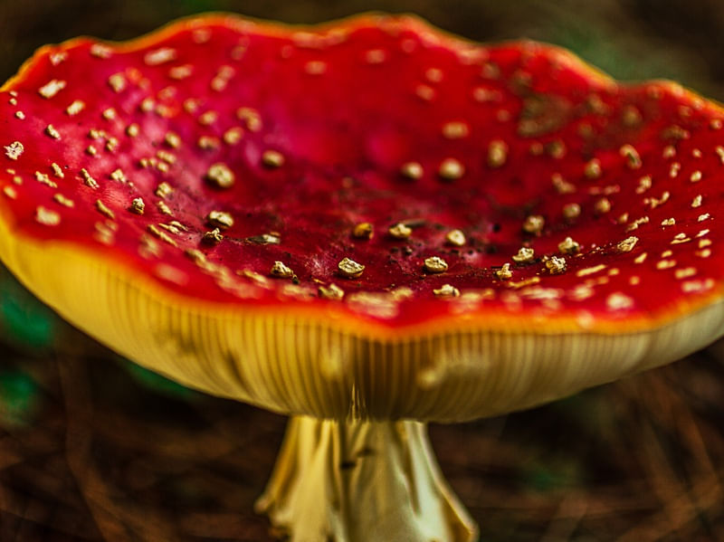 COGUMELO PEPITA DE OURO