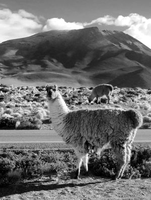 ATACAMA 06