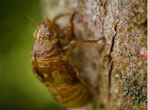 CASULO CIGARRA