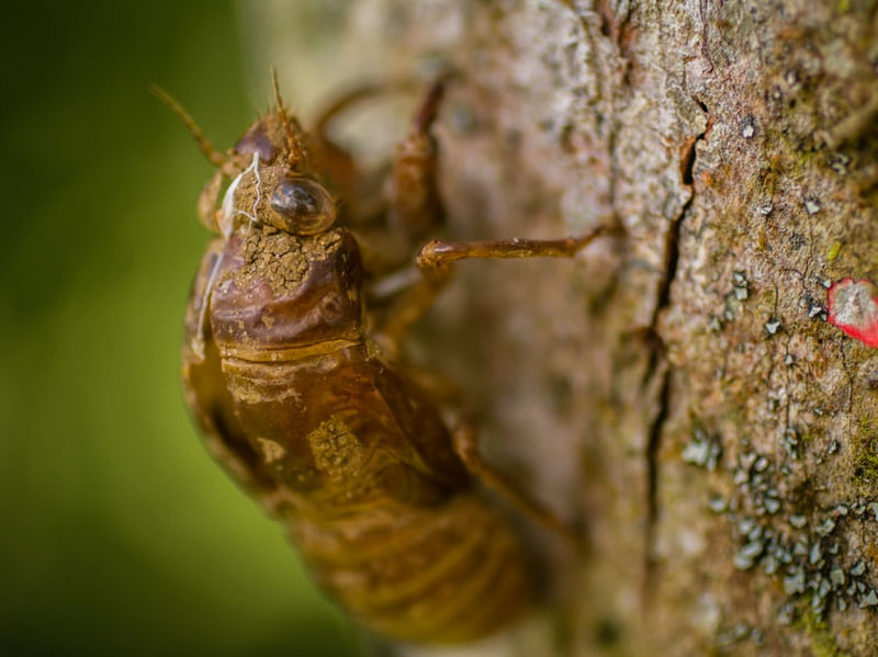 CASULO CIGARRA