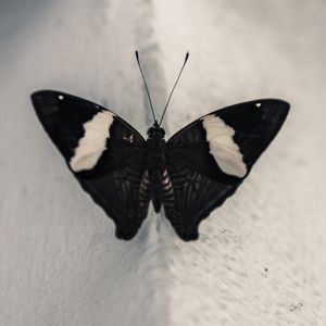 NEGRA BORBOLETA