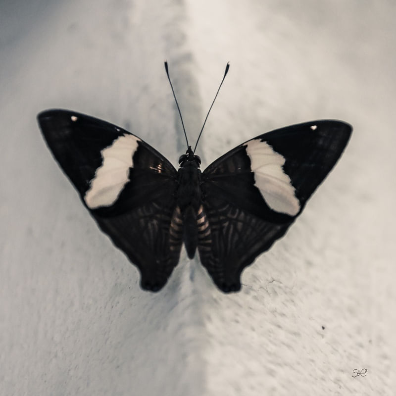 NEGRA BORBOLETA