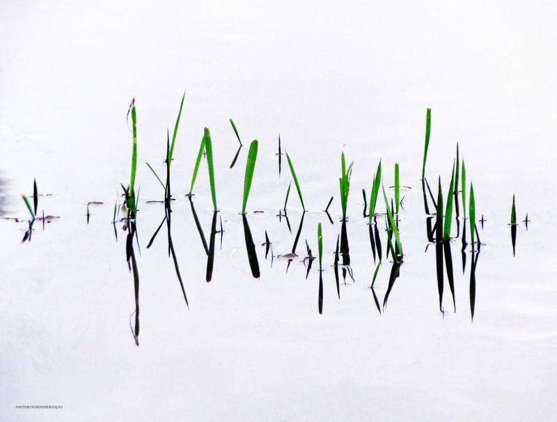 CAPIM VERDE