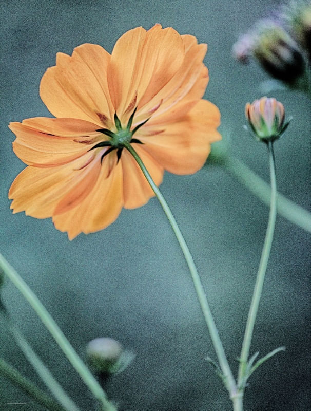 FLOR DE PICÃO