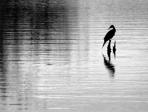 SOLITUDE 2