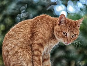 CAT TANG #7