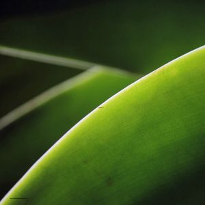 GREEN 11