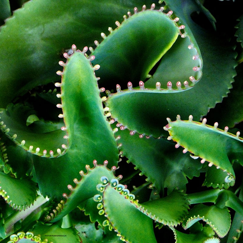 GREEN 9