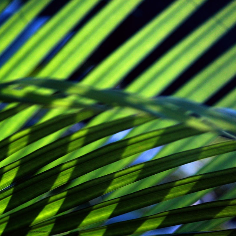 GREEN 19