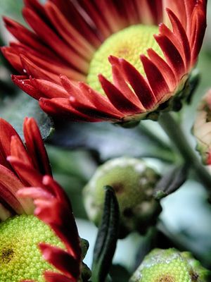 FLOR VERMELHA #3