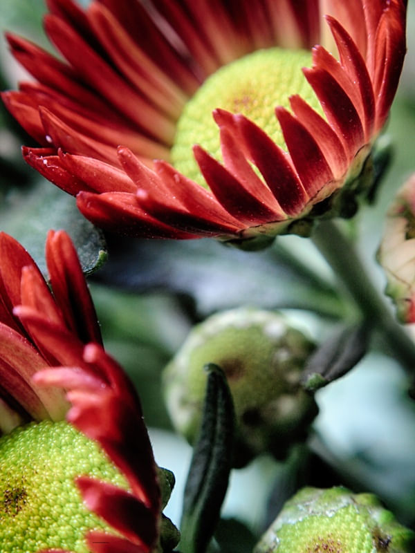 FLOR VERMELHA #3