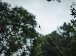 ARANHA EM CONSTRUÇÃO