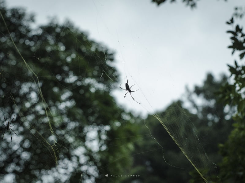 ARANHA EM CONSTRUÇÃO