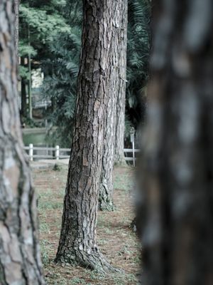 NATUREZA EM FOCO