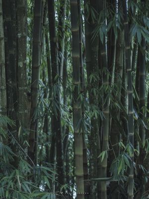 MURO DE BAMBU