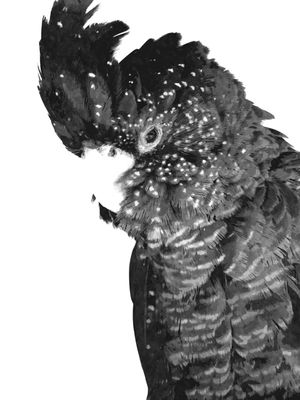 CACATUA PRETO E BRANCO